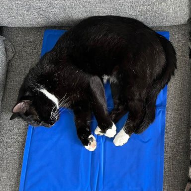 Black and white cat sat on a cool'em cooling mat for pets