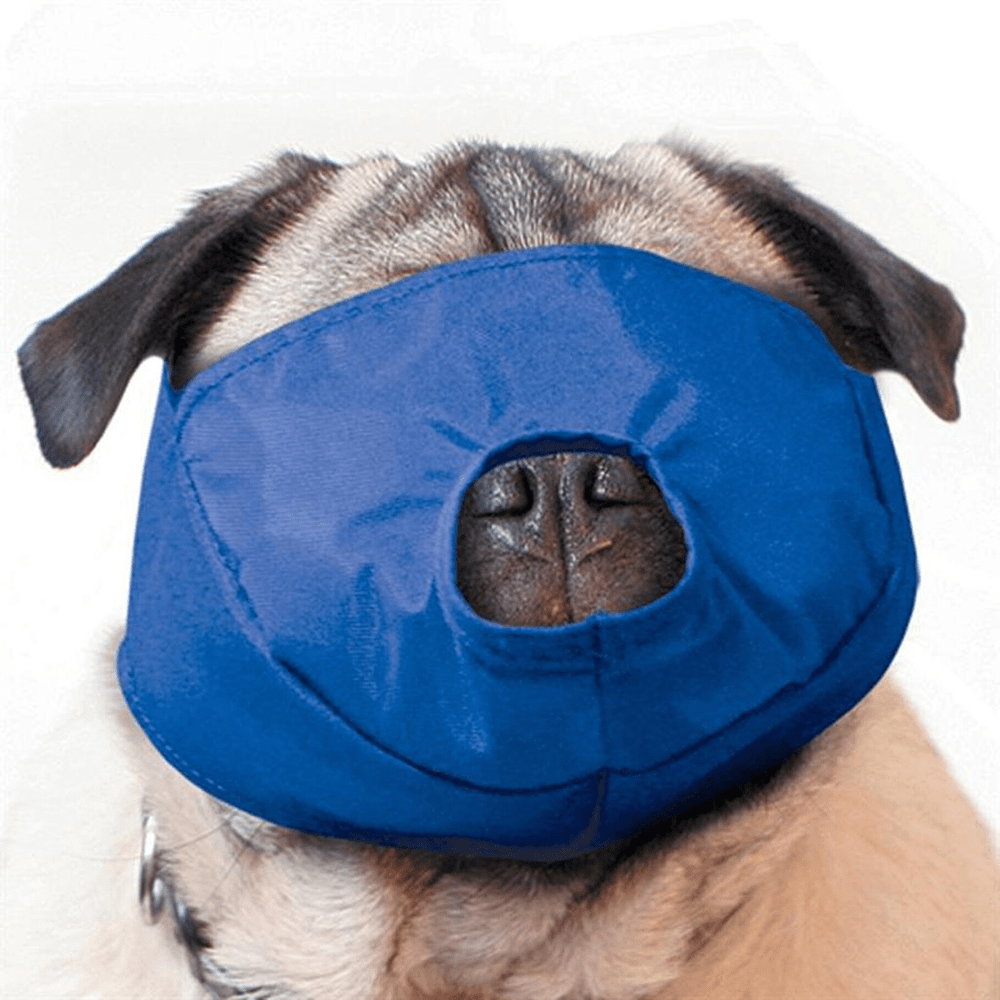 pug wearing a blue quick muzzle for dogs