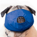 pug wearing a blue quick muzzle for dogs